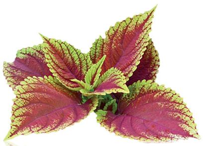 coleus forskolia в составе Reduslim